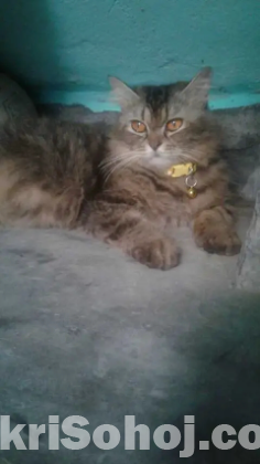 Persian cats for sell